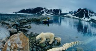 Три вымерших вида орехов обнаружены в мумифицированных лесах в Арктике