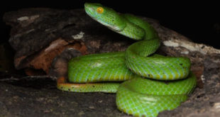 В тропических лесах Вьетнама обнаружен новый вид змей с синими губами
