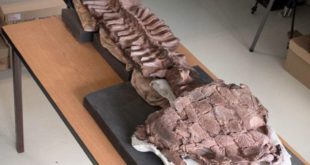 Nature: древнее существо с необычной формой головы найдено в Намибии
