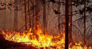 Ученые провели исследование и выяснили причины пожаров в Сибири