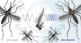 Правильное жужжание защищает комаров от спаривания с неподходящими видами