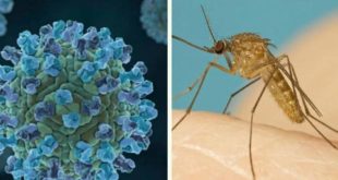 Вирус Западного Нила обнаружен у людей, комаров, птиц и животных в 18 штатах США