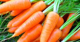 Telegraph: употребление моркови защищает от рака